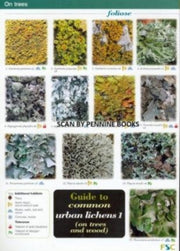 Urban Lichens 1