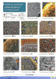 Urban Lichens 2