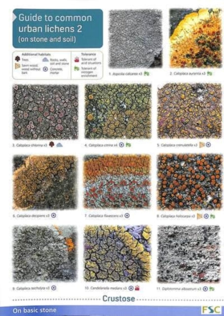 Urban Lichens 2