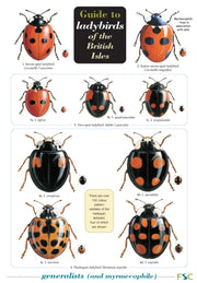Guide To Ladybirds Of The British Isles