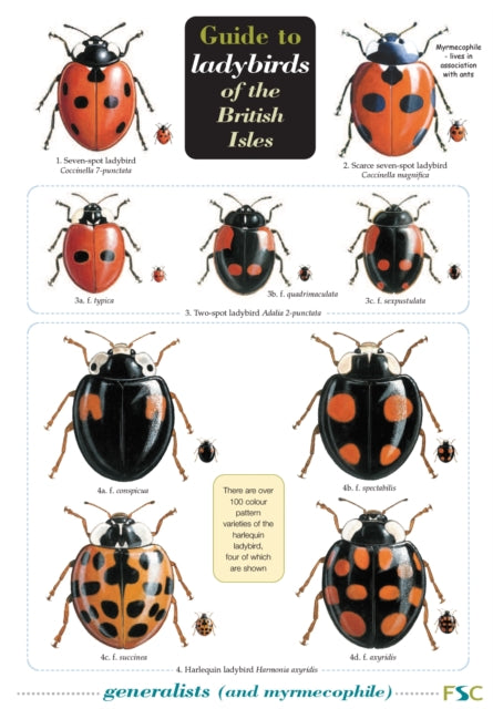 Guide To Ladybirds Of The British Isles