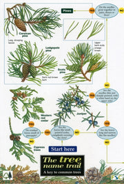 Tree Name Trail Map