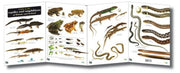 Guide To The Reptiles And Amphibians Of By <![cdata[]]>