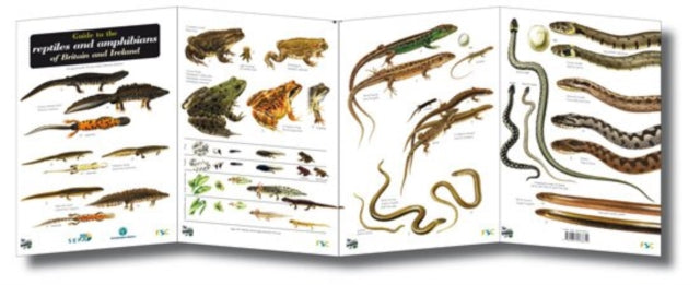 Guide To The Reptiles And Amphibians Of By <![cdata[]]>