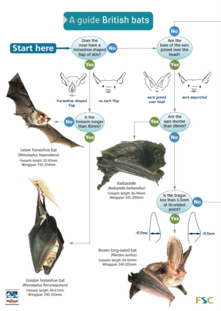 Guide To British Bats Chart