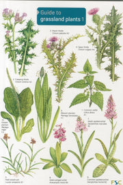 Guide To Grassland Plants 1 By Gulliver, Mavis
