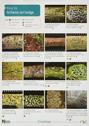Lichens On Twigs
