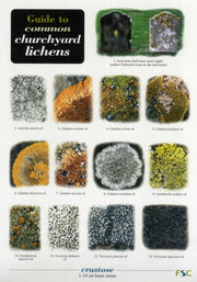 Churchyard Lichens