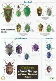 Shieldbugs