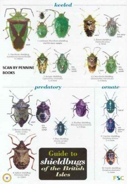 Shieldbugs