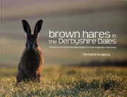Brown Hares In The Derbyshire Dales 2nd