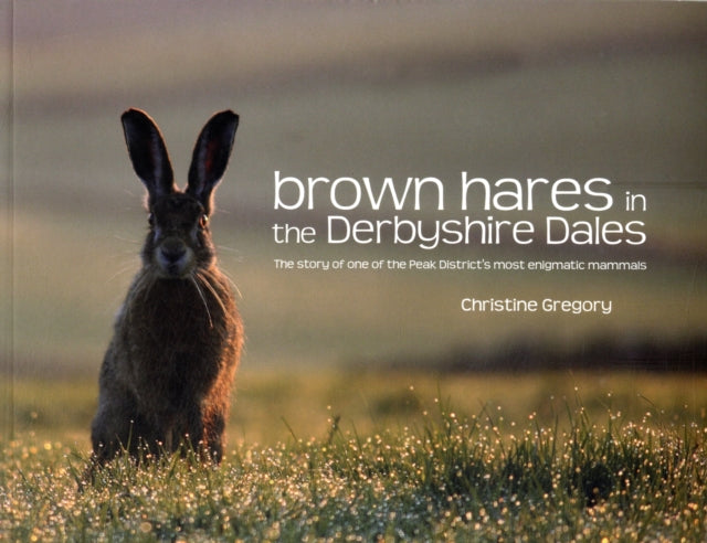 Brown Hares In The Derbyshire Dales 2nd