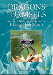 Dragons & Damsels
