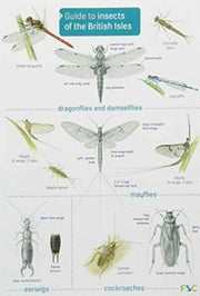 Guide To Insects Of The British Isles By Unknown