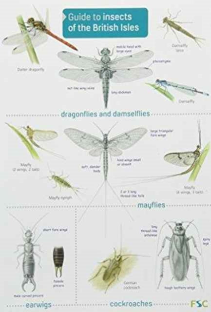Guide To Insects Of The British Isles By Unknown