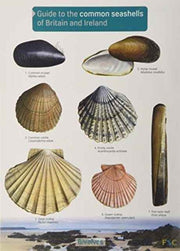 Guide To The Common Seashells Of Britain
