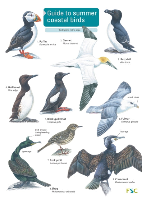 Summer Coastal Birds
