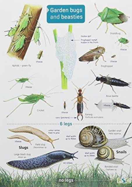 Garden Bugs Beasties