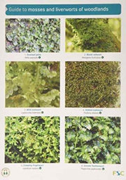 Mosses And Liverworts Of Woodlands By Unknown