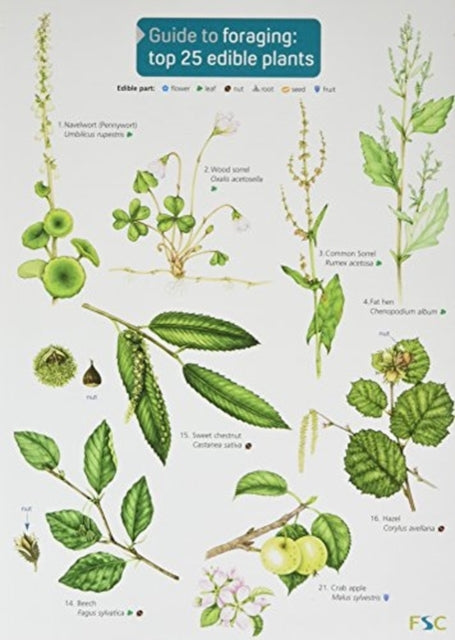 Foraging- Edible Plants
