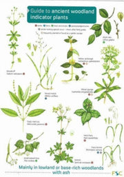 Ancient Woodland Indicator Plants