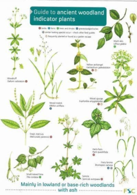Ancient Woodland Indicator Plants
