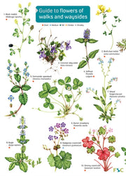 Flowers Of Walks And Waysides By Farley-brown, R.