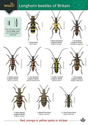 Longhorn Beetles