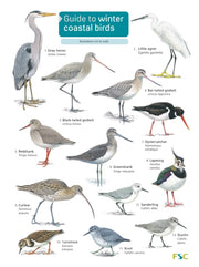 Winter Coastal Birds