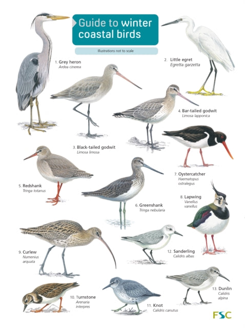 Winter Coastal Birds