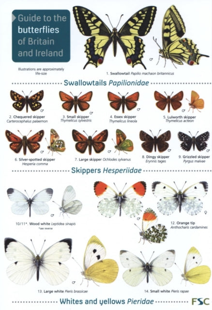 Butterflies 2nd Edition