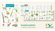 Guide To The Non-native Invasive Plants