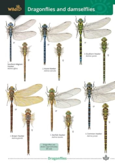 Dragonflies& Damselflies Of Britain By Dragonflies& Damselflies Of Britain