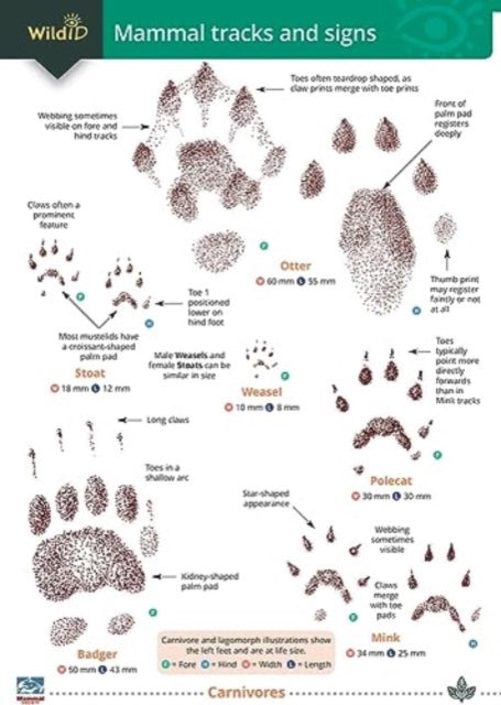 Mammal Tracks And Signs