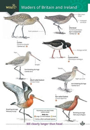 Waders Of Britain And Ireland By Unknown