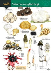 Distinctive Non Gilled Fungi (new 2024) By Geoffrey Kibby