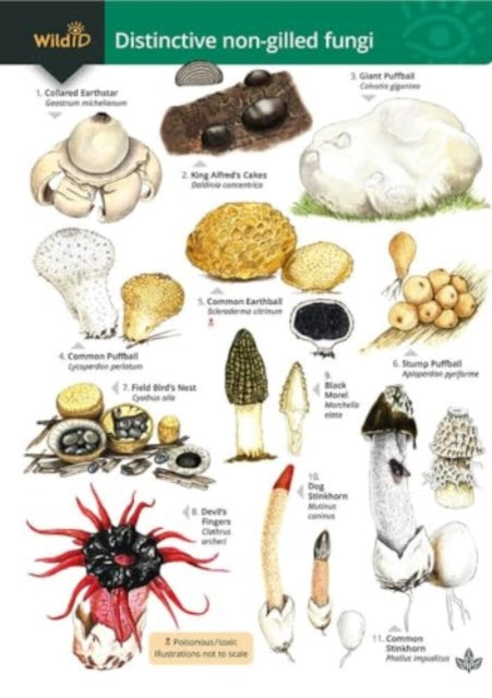 Distinctive Non Gilled Fungi (new 2024) By Geoffrey Kibby