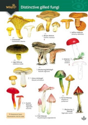 Distinctive Gilled Fungi (new 2024) By Kibby Geoffrey