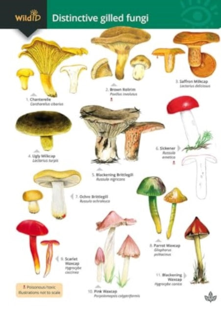 Distinctive Gilled Fungi (new 2024) By Kibby Geoffrey