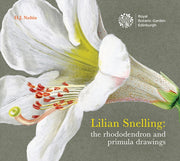 Lilian Snelling The Rhododendron And P