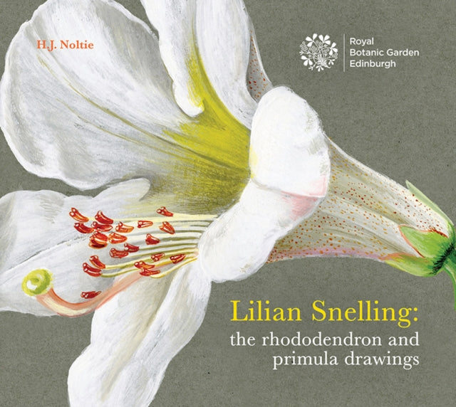 Lilian Snelling The Rhododendron And P