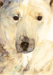 Jackie Morris Posters Polar Bear