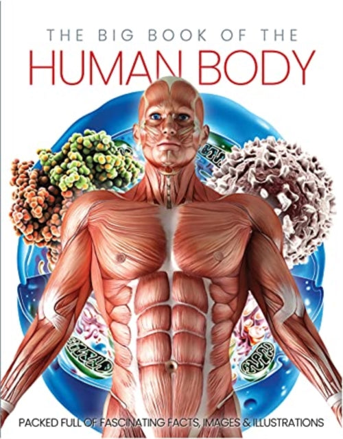 Big Book Of The Human Body By Big Book Of The Human Body