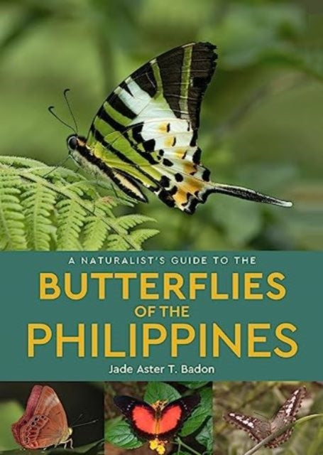 Butterflies Of The Philippines