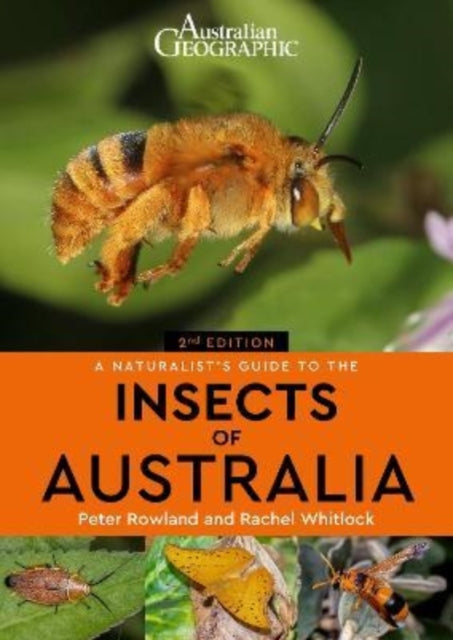 Insects Of Australia