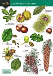 Autumn Fruits And Seeds