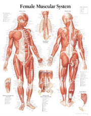 Female Muscular System Paper Poster