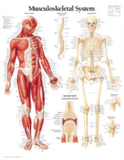 Musculoskeletal Laminated