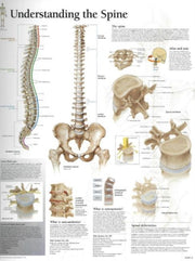 Understanding Spine Paper Poster