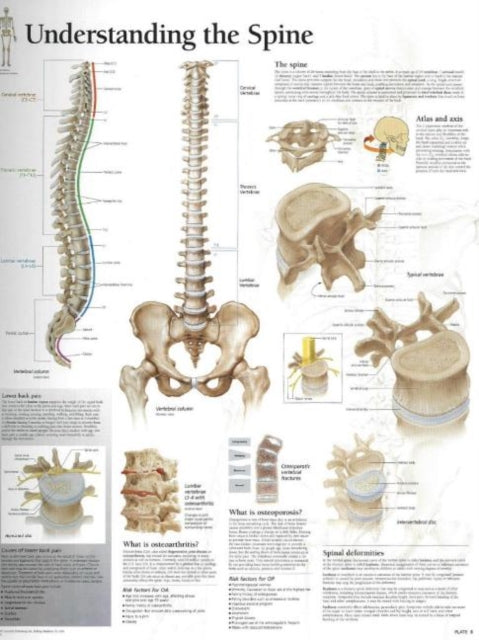 Understanding Spine Paper Poster